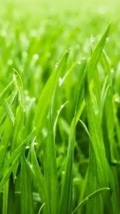 ai character: Grass background