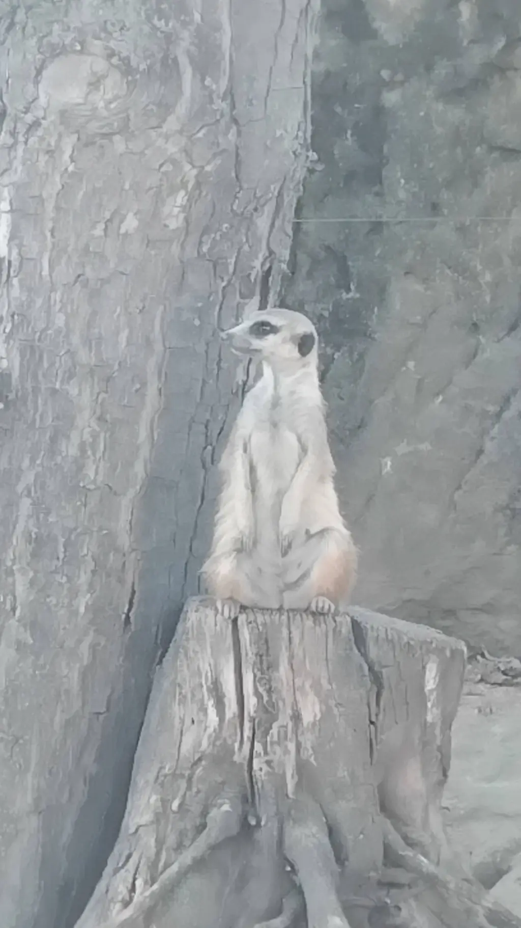 ai character: Lilly background