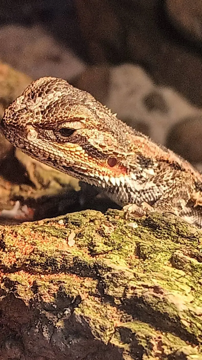 ai character: Friend background