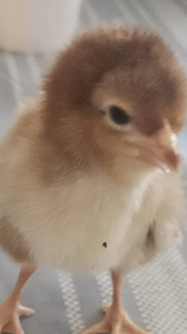 ai character: Michael vs Wyatt background