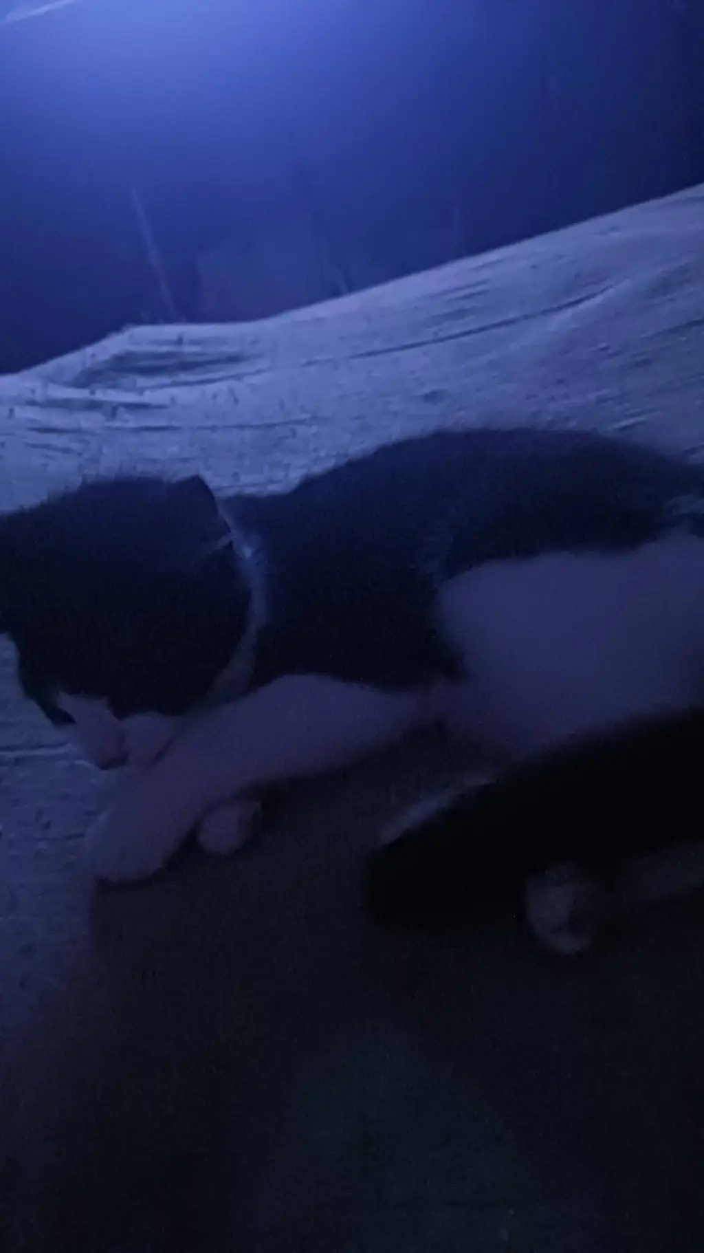 ai character: lazy cat background