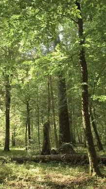 ai character: “Living forest.” background