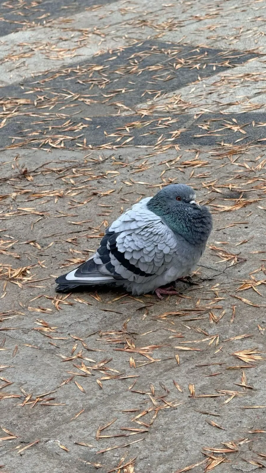 ai character: Pigeon background