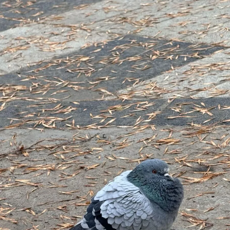 chat with ai character: Pigeon