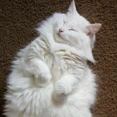 chat with ai character: Kitty