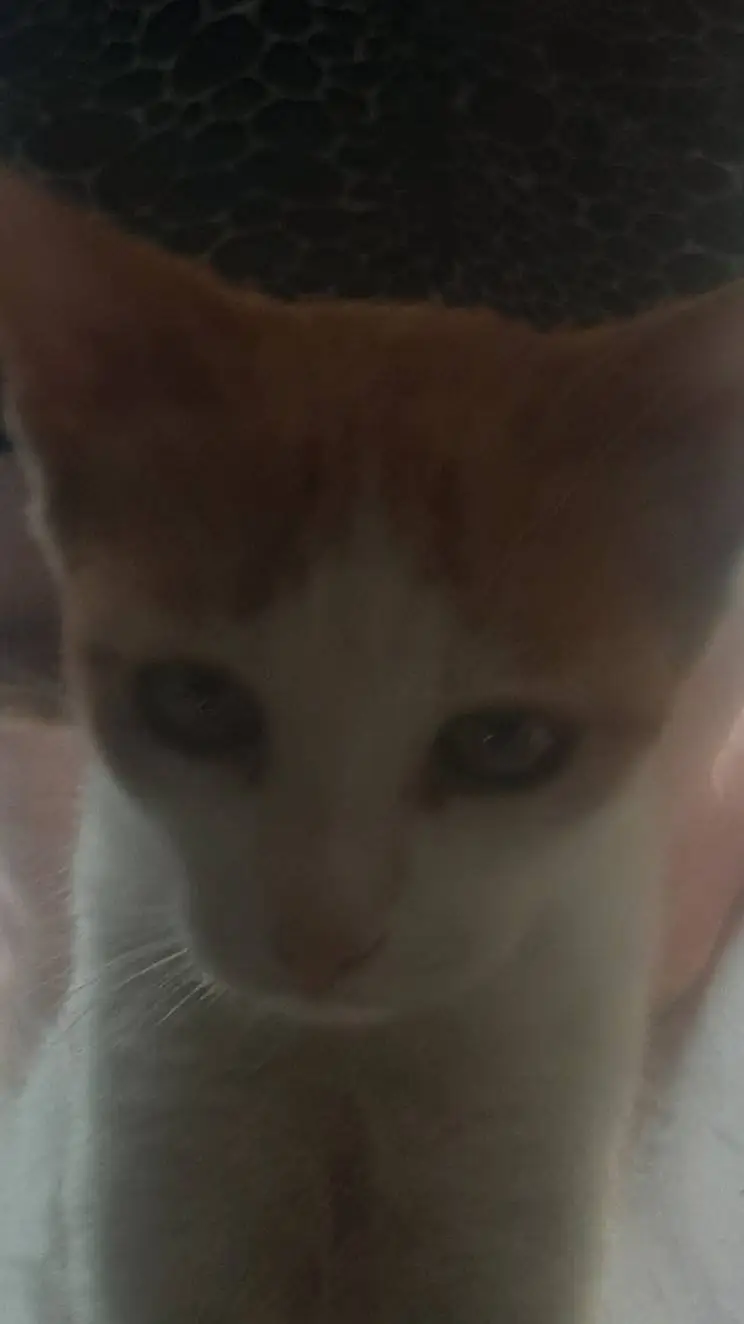 ai character: my kitty Lost background