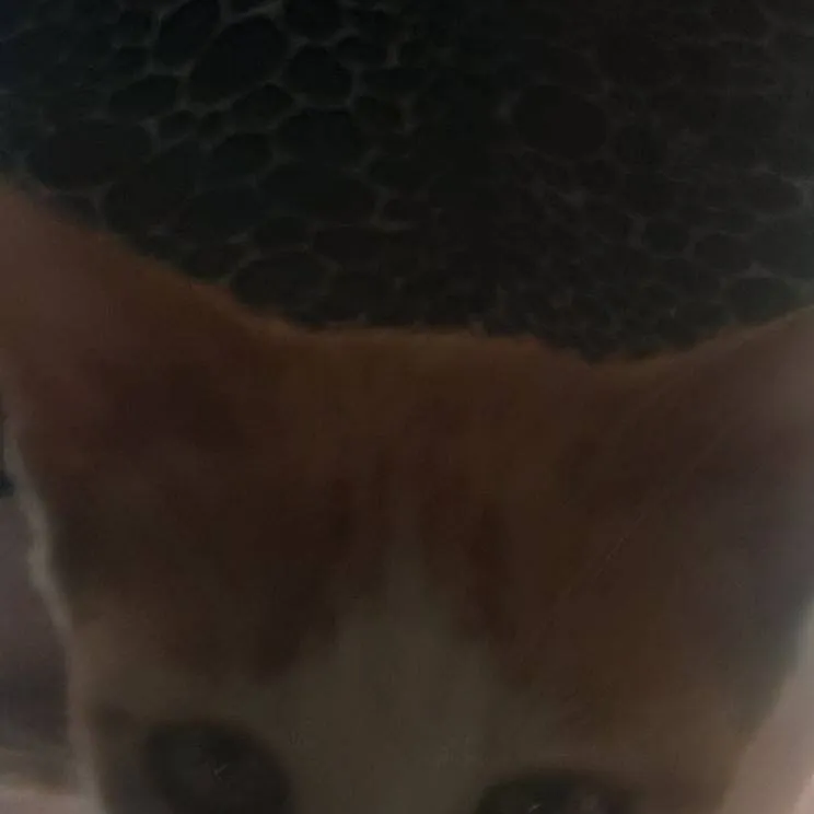 chat with ai character: my kitty Lost