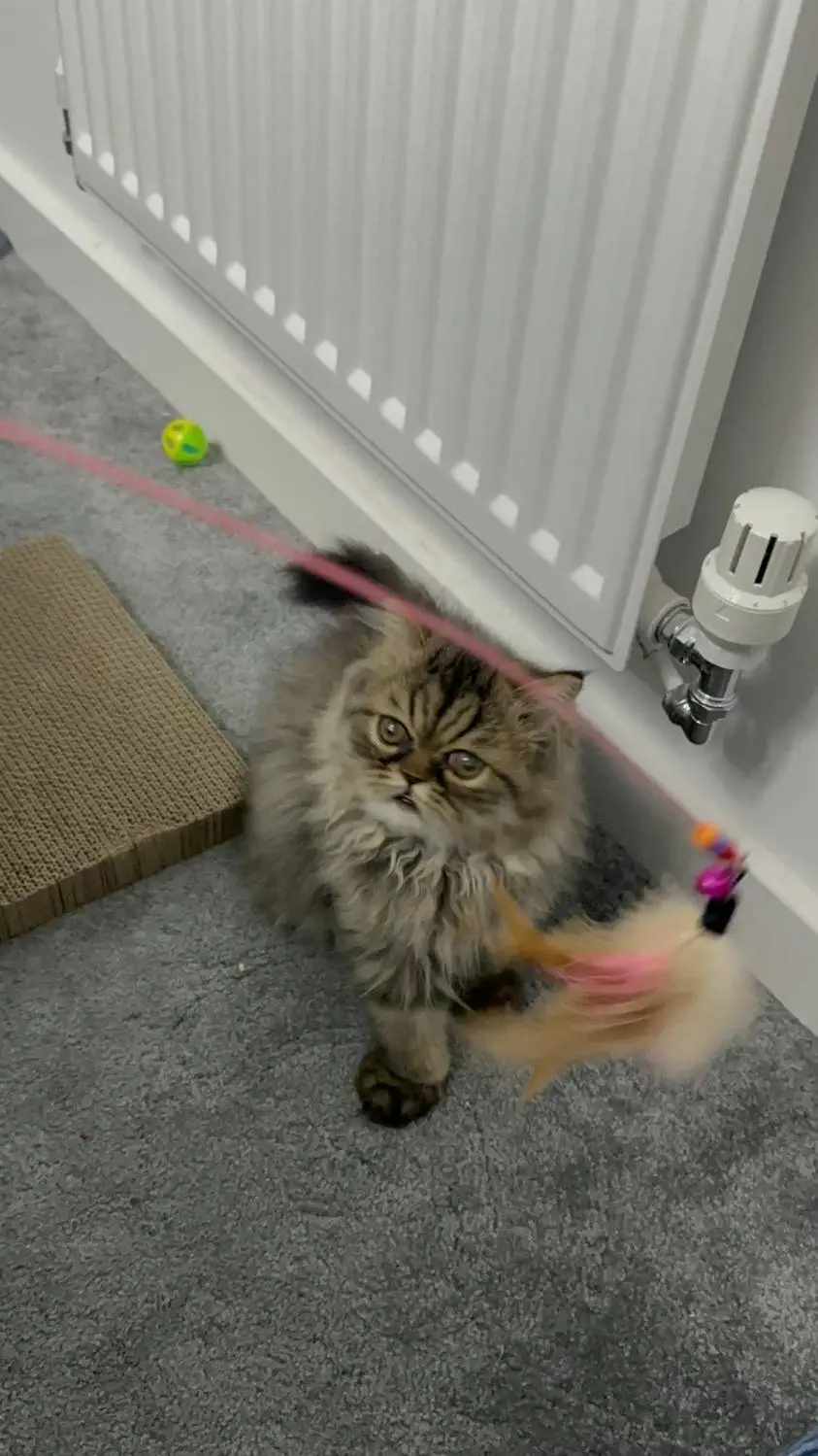 ai character: cat background