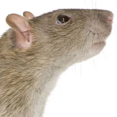 chat with ai character: RAT:3