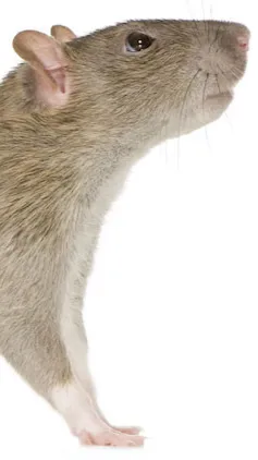 ai character: RAT:3 background