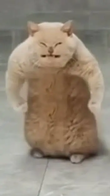 ai character: goofy ahh cat background