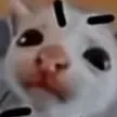 chat with ai character: gatito enojado