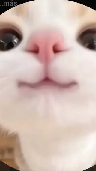 ai character: Gatito background
