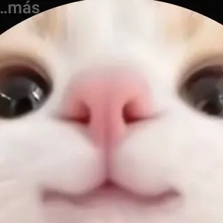 chat with ai character: Gatito