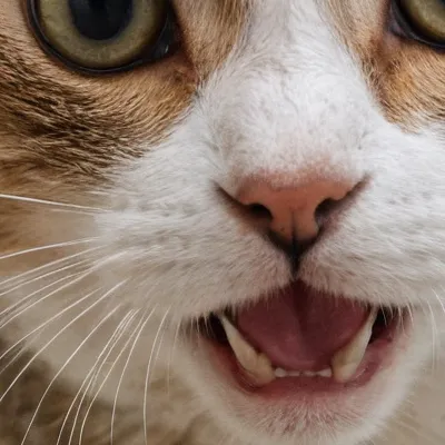 chat with ai character: Scared cat