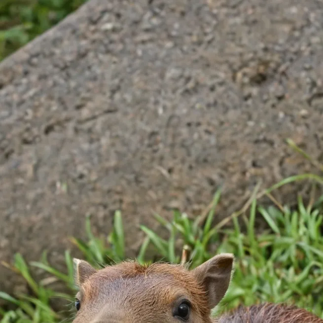 chat with ai character: CAPIBARA