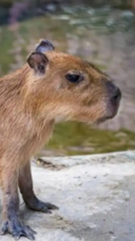 ai character: 🌏 𝑑𝑒𝑖 𝑐𝑎𝑝𝑖𝑏𝑎𝑟𝑎 background