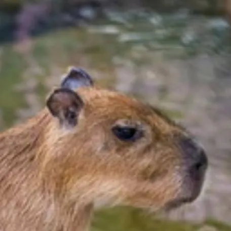 chat with ai character: 🌏 𝑑𝑒𝑖 𝑐𝑎𝑝𝑖𝑏𝑎𝑟𝑎