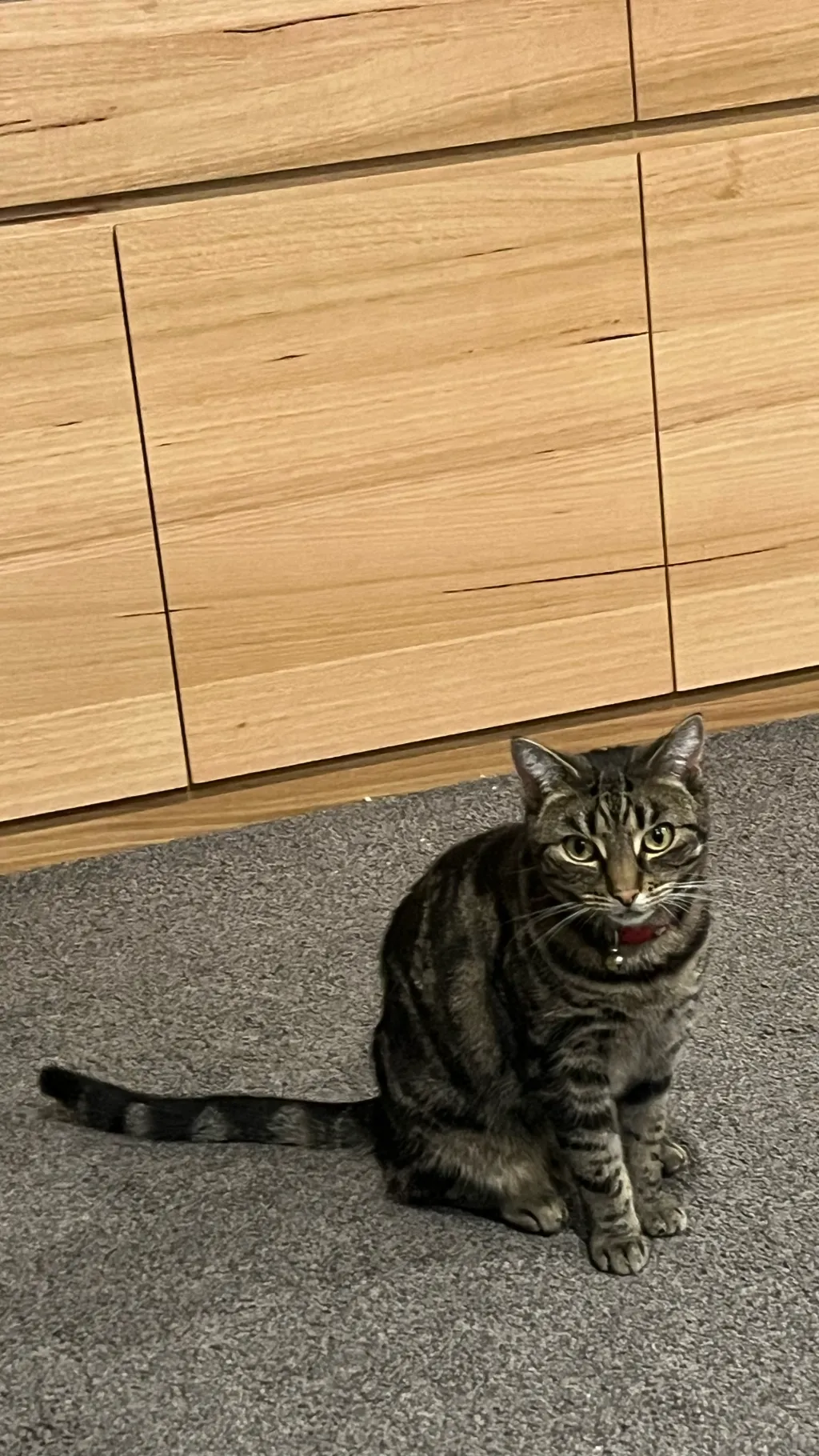 ai character: Hh cat  background