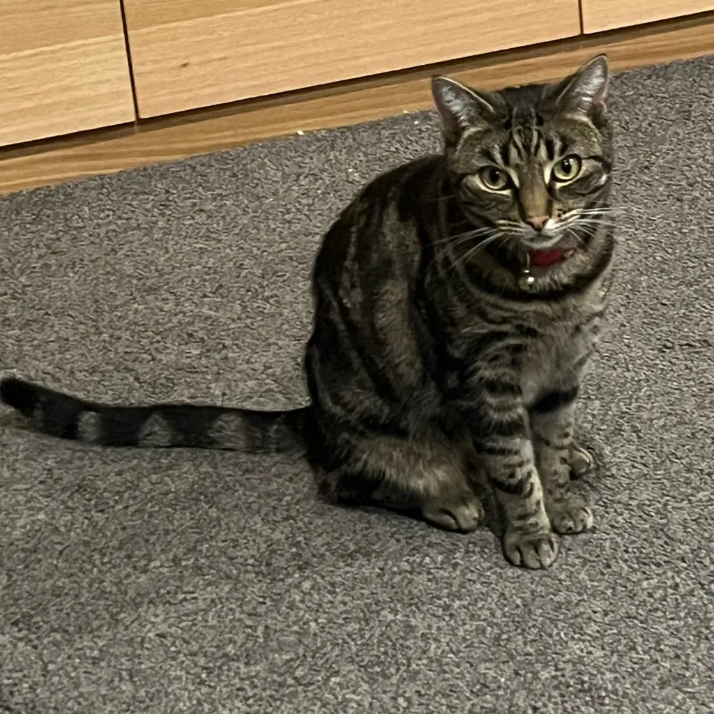 chat with ai character: Hh cat 