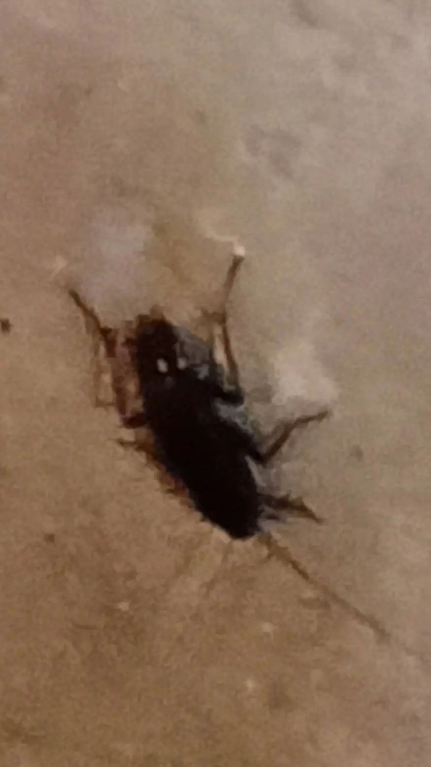 ai character: cockroach  background