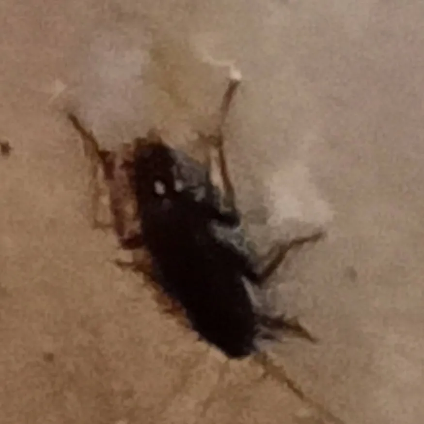 chat with ai character: cockroach 