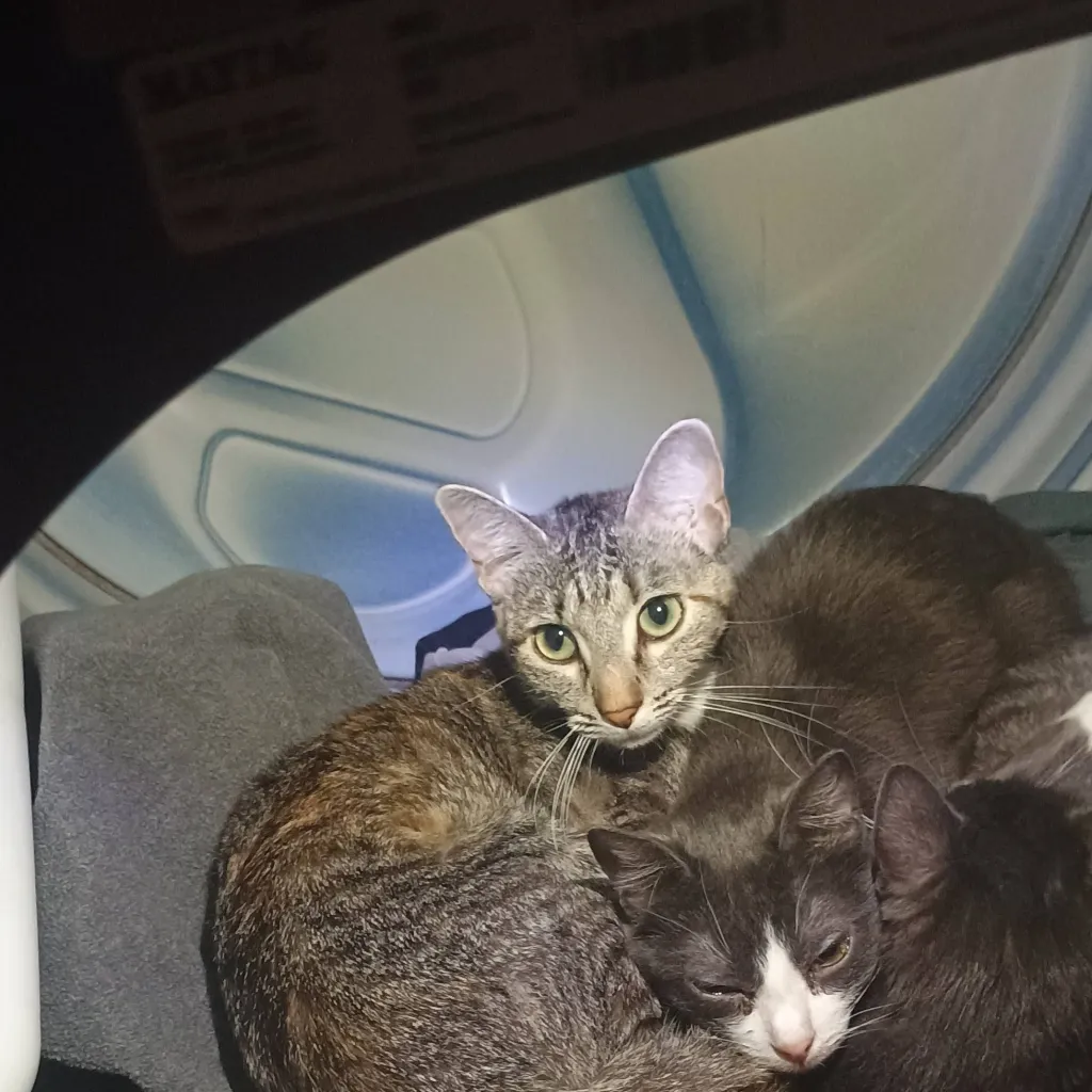 chat with ai character: my cats