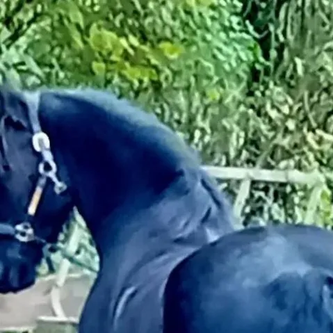 chat with ai character: oliver num 3 🐴🐎🐴