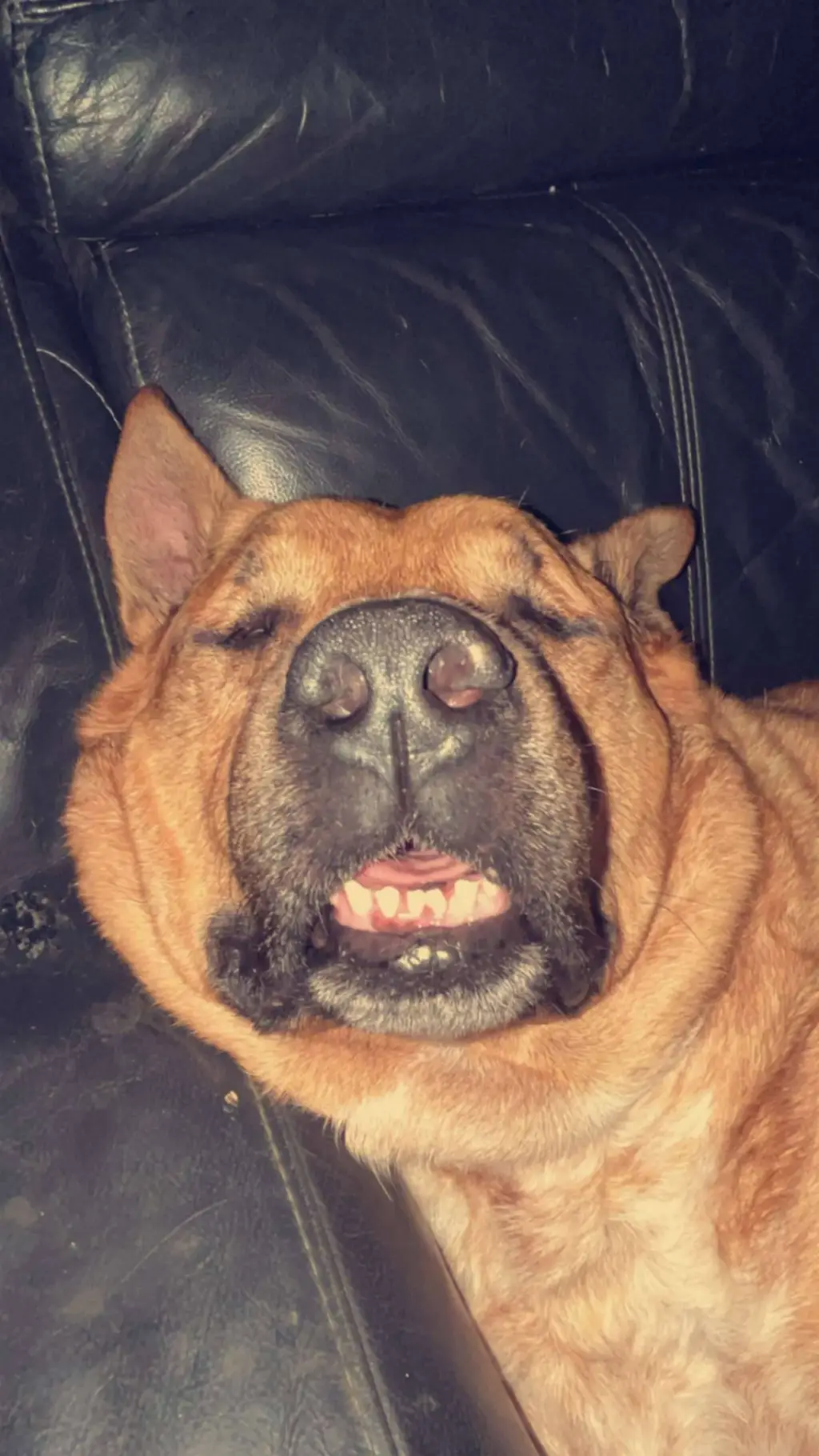 ai character: my fat dog background