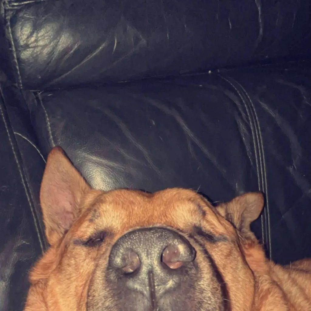 chat with ai character: my fat dog