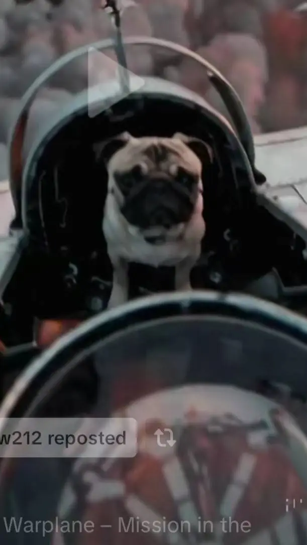 ai character: ultra pug background