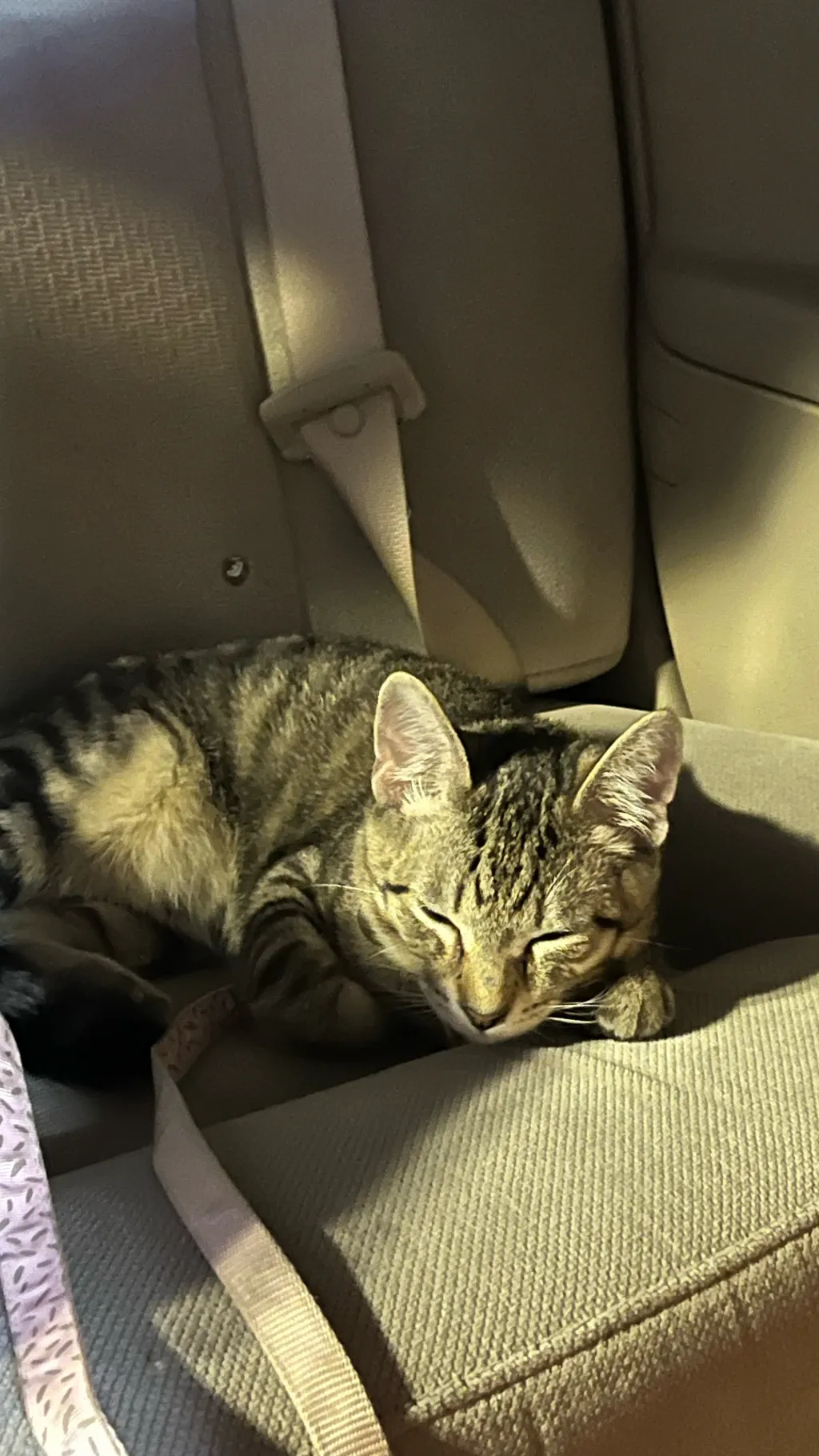 ai character: Marco background