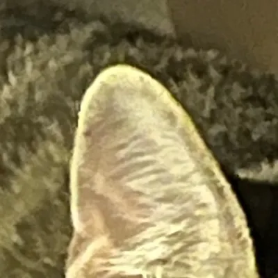 chat with ai character: Marco