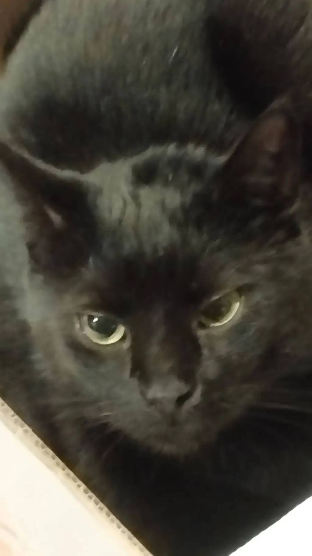 ai character: Cat background