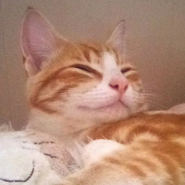chat with ai character: Mittens the cat