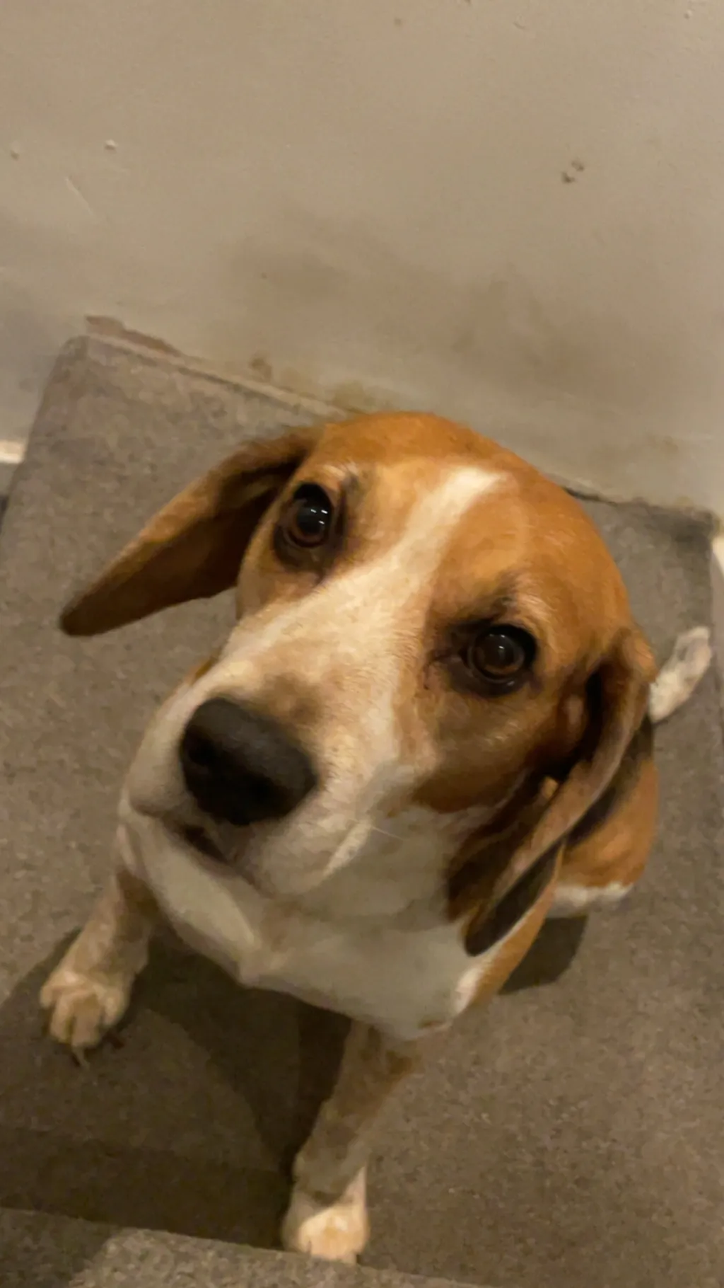 ai character: Bolt background