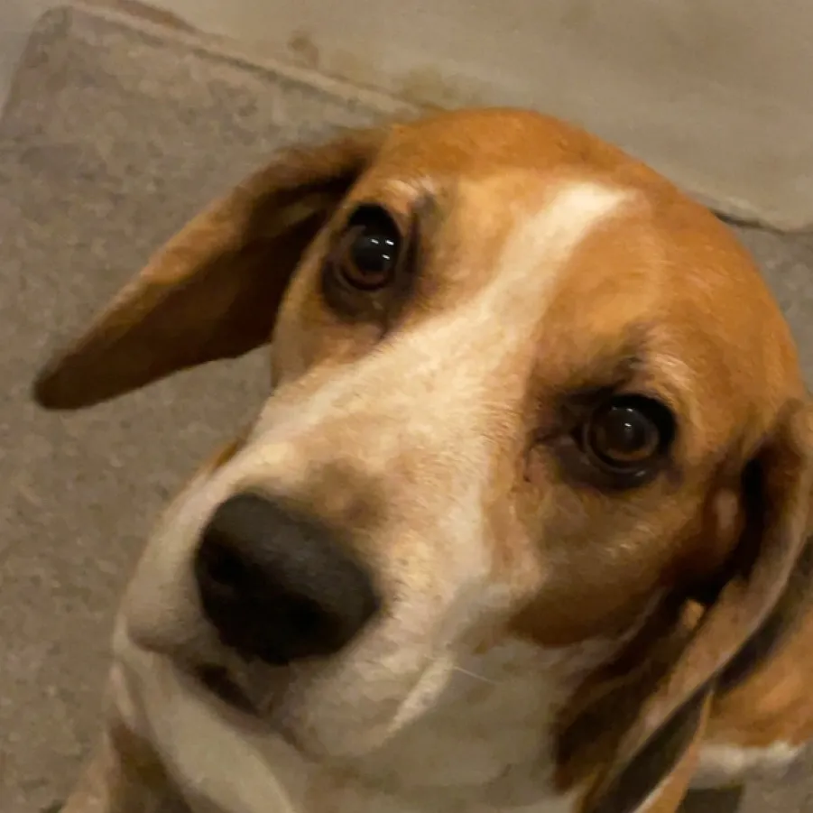 chat with ai character: Bolt