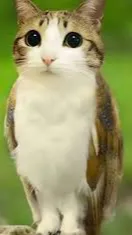 ai character: Tyler background