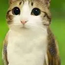 chat with ai character: Tyler