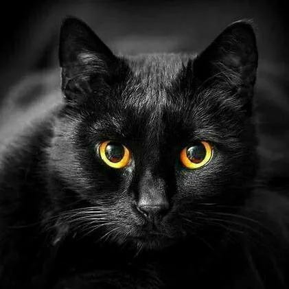chat with ai character: Ebonystar
