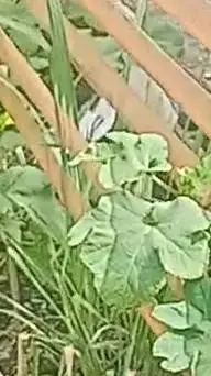 ai character: (⁠☆Jared☆⁠) background