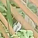 chat with ai character: (⁠☆Jared☆⁠)