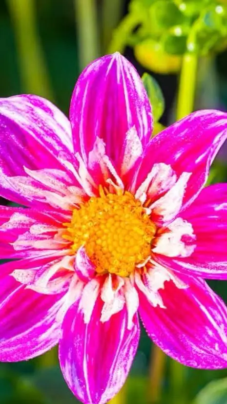 ai character: New claddmates(^o^ background