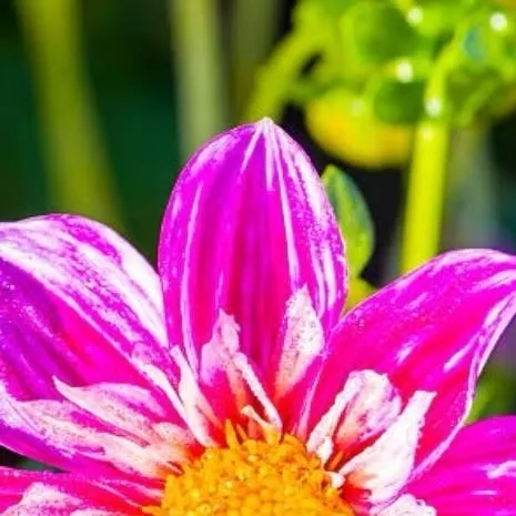 chat with ai character: New claddmates(^o^