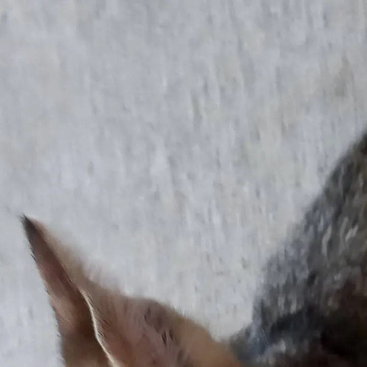 chat with ai character: deku