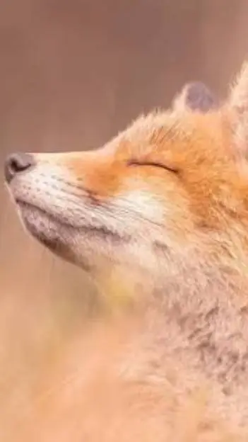 ai character: MD Christmas background