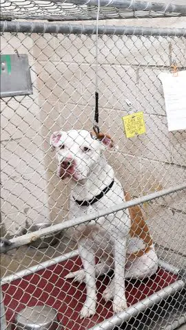 ai character: Dog pound background