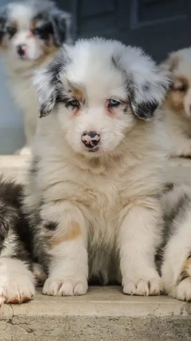 ai character: stray puppies background