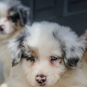 chat with ai character: stray puppies