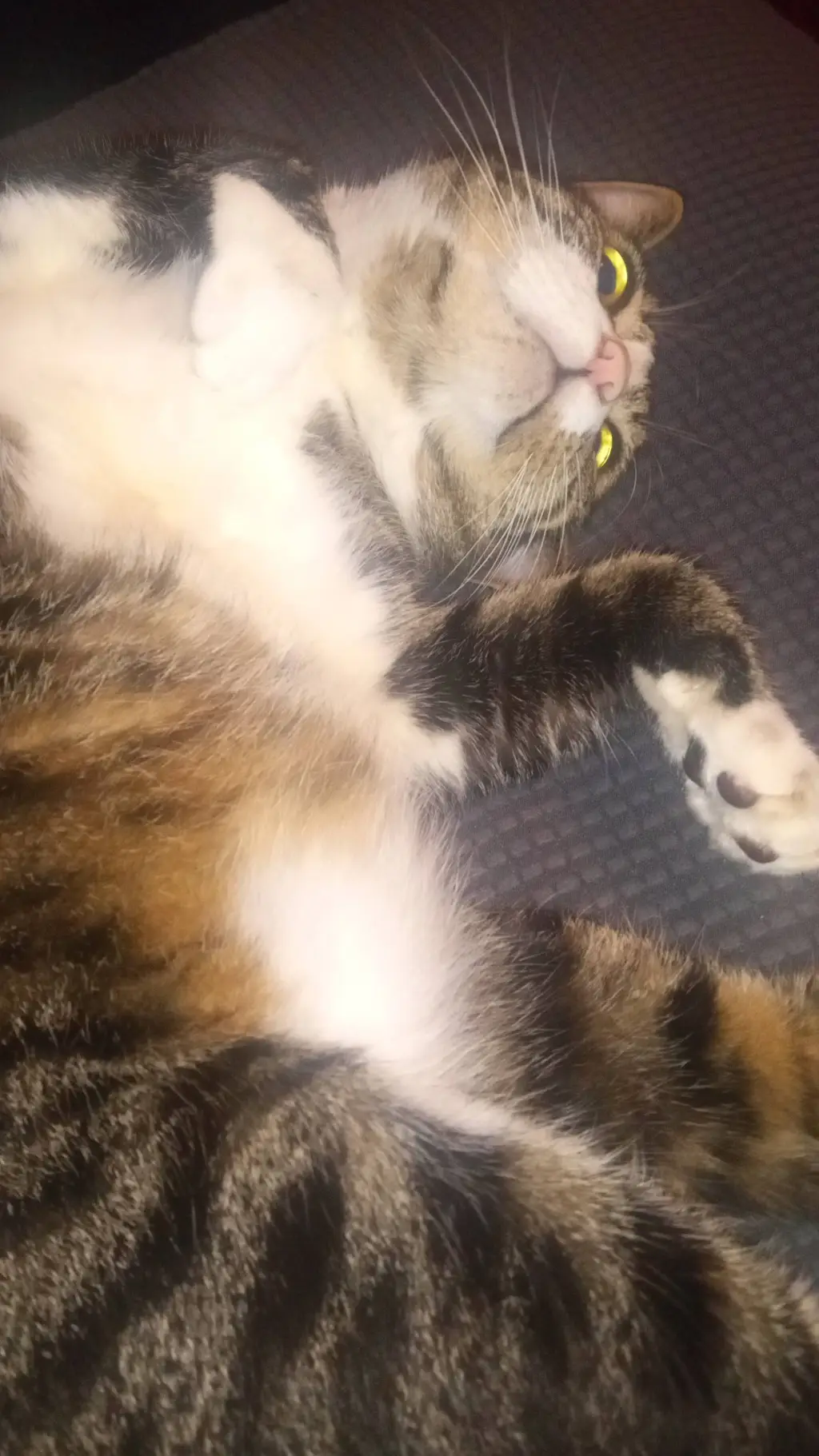 ai character: my cat :) background